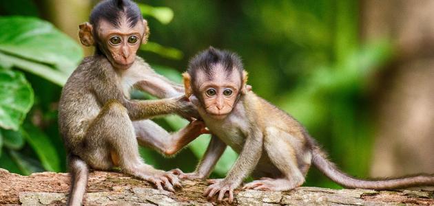 ກ່ຽວກັບ monkeys - ເວັບໄຊທ໌ອີຍິບ
