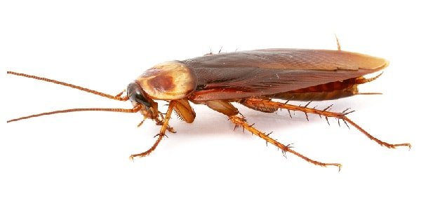 Vinnige oplossings om vir altyd van kakkerlakke ontslae te raak - Egiptiese webwerf
