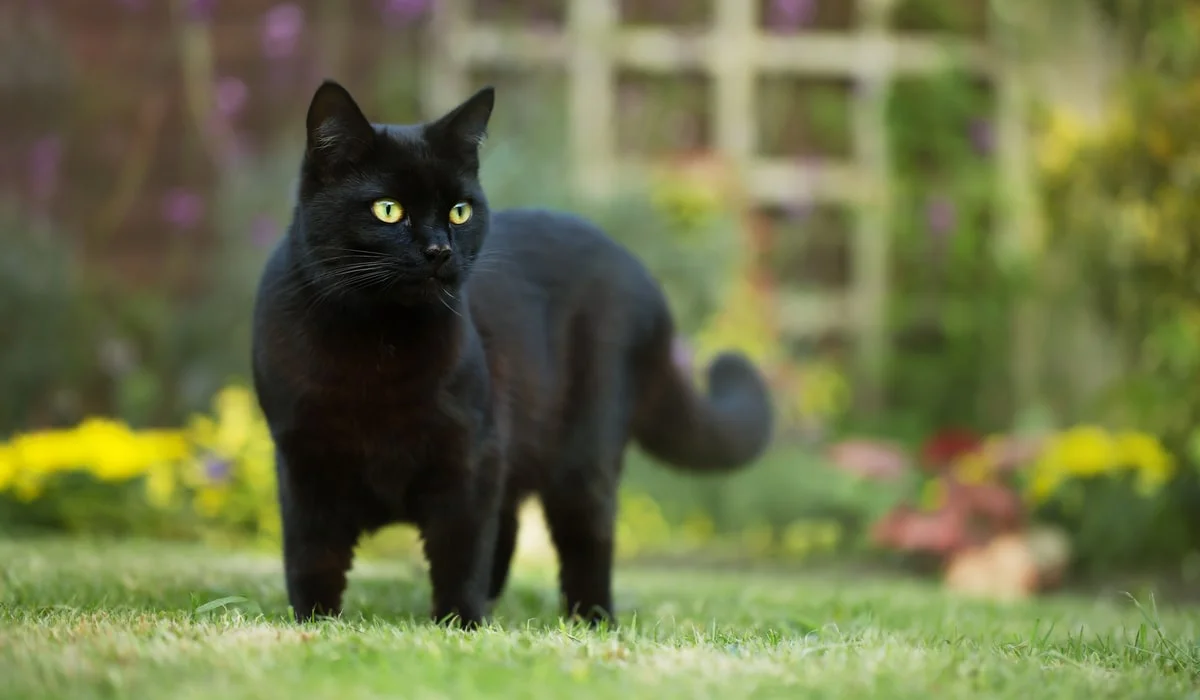 القطة السوداء في المنام