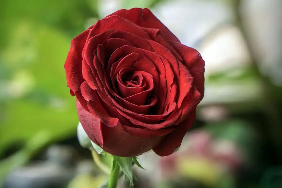 Tafsir mimpi bunga mawar untuk wanita yang sudah menikah