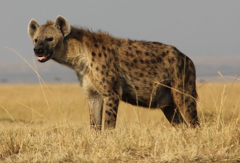 Hyenas mewn breuddwyd