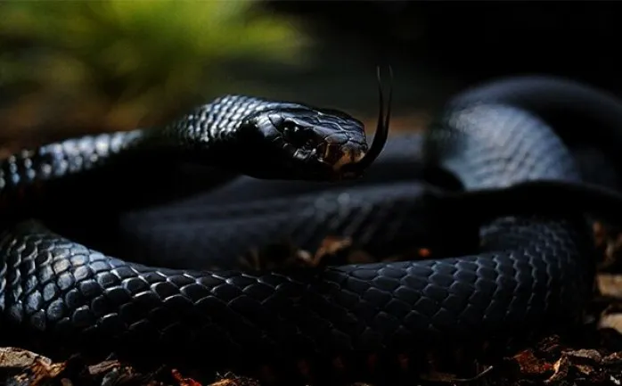 Tumačenje sna o crnoj zmiji