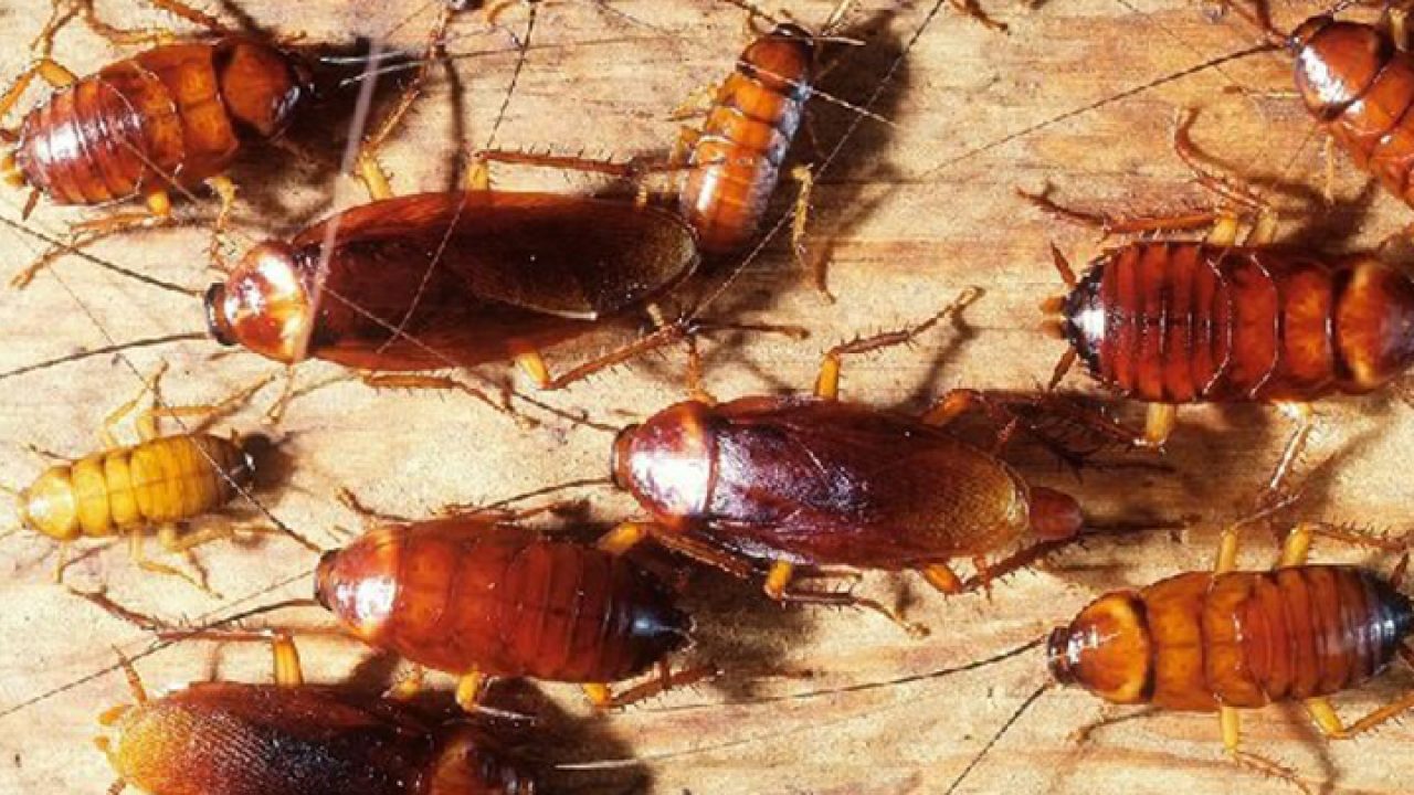 Tolkning av en drøm om store kakerlakker