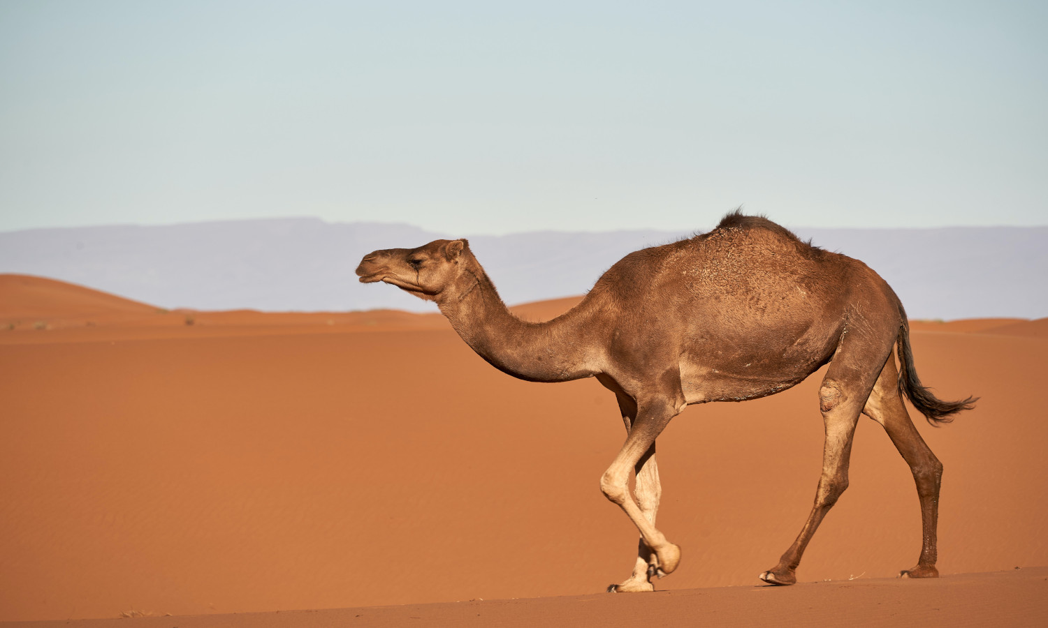 Een kameel zien in een droom voor alleenstaande vrouwen