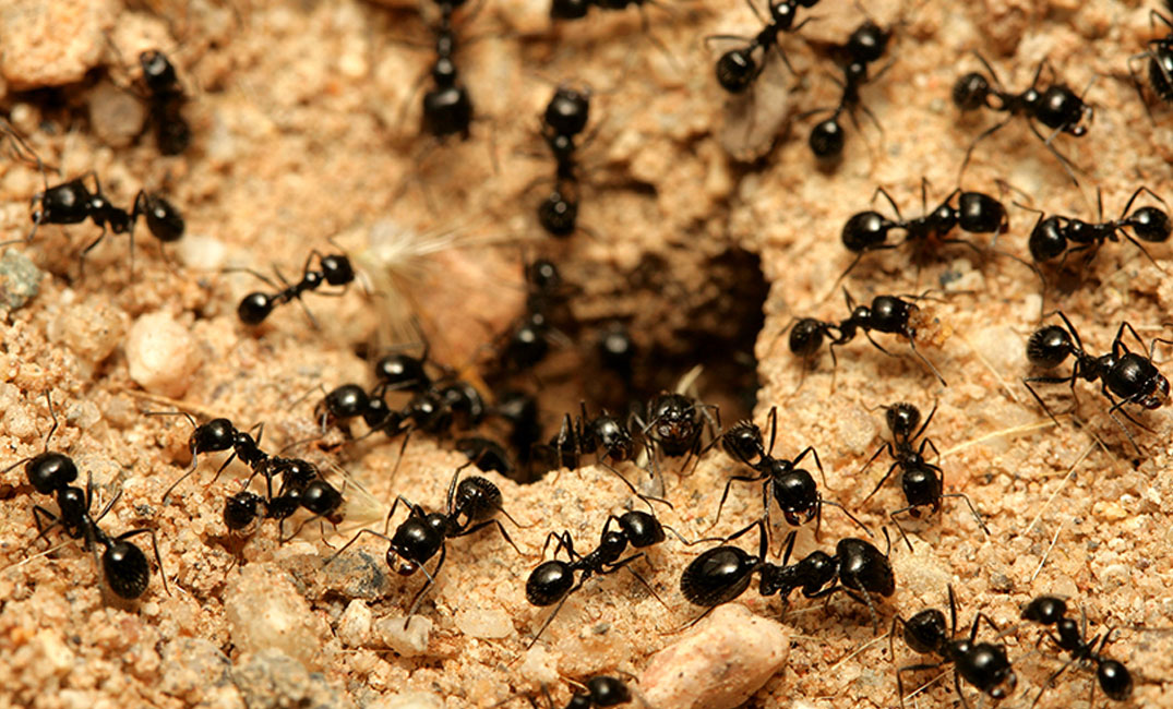 Видети мраве у сну за удату жену