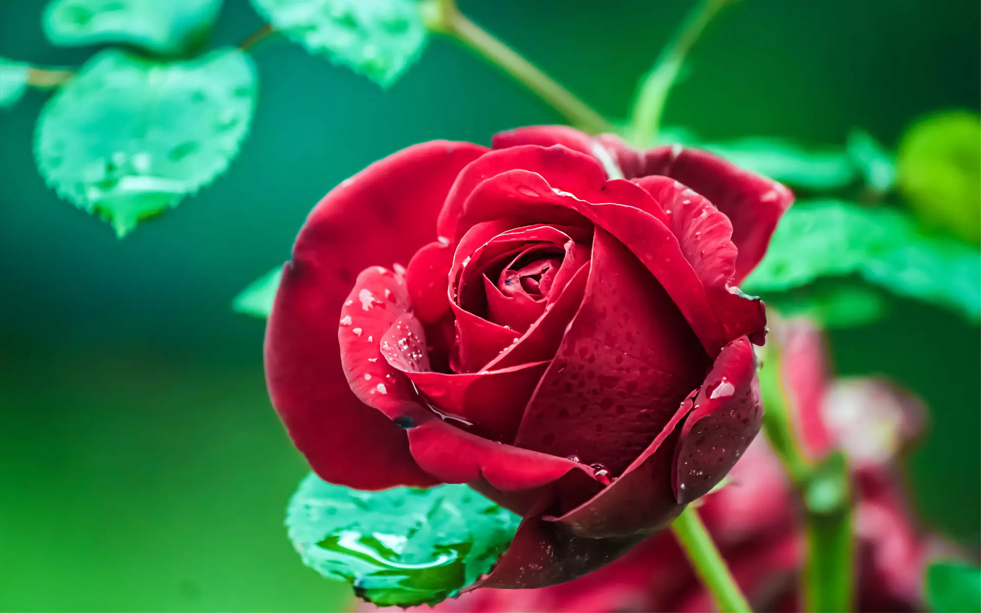နှင်းဆီတစ်ပွင့်အကြောင်း အိပ်မက်၏ အဓိပ္ပါယ်ဖွင့်ဆိုချက်