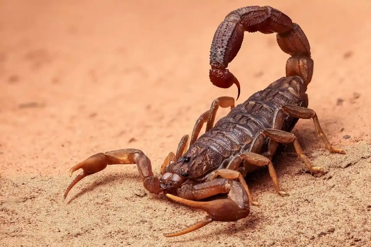 Scorpion sting an engem Dram
