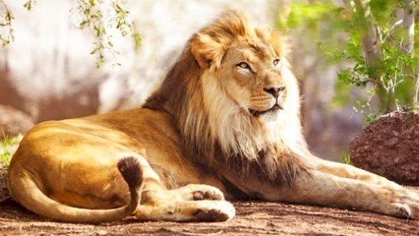 Drömmer om ett lejon i huset - egyptisk webbplats