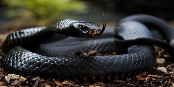 En drøm om en svart slange hjemsøker meg - egyptisk nettsted