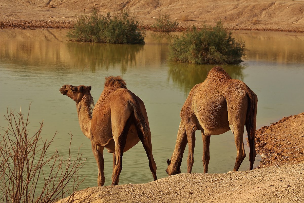Unenäo tõlgendamine kaameli rünnaku kohta