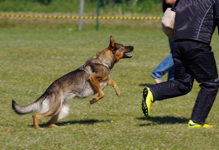 Txakur bat pertsona baten atzetik dabil