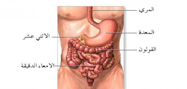 Kahi o ka ʻōpū i loko o ke kino