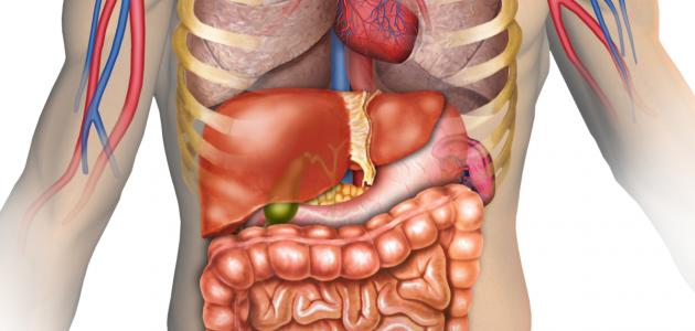 Gibelaren kokapena gorputzean
