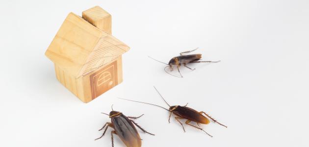 Mënyrat për të parandaluar hyrjen e buburrecave të vegjël në shtëpi