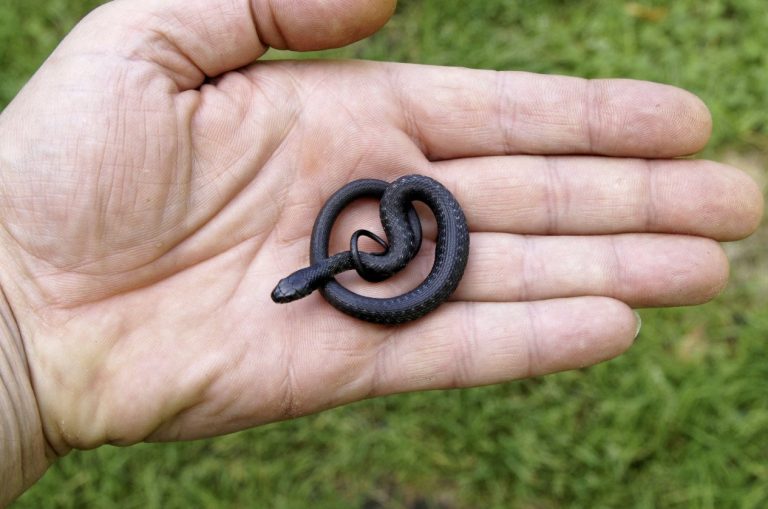 تفسير حلم أفعى سوداء تلاحقني في المنام