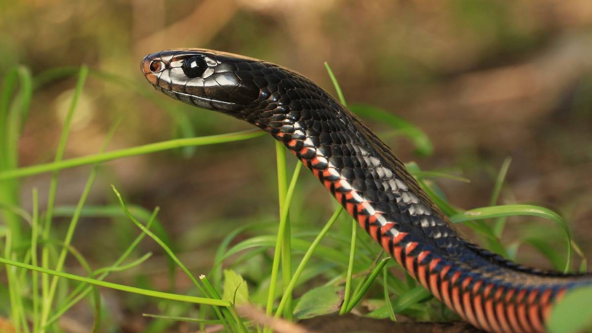 svartur python