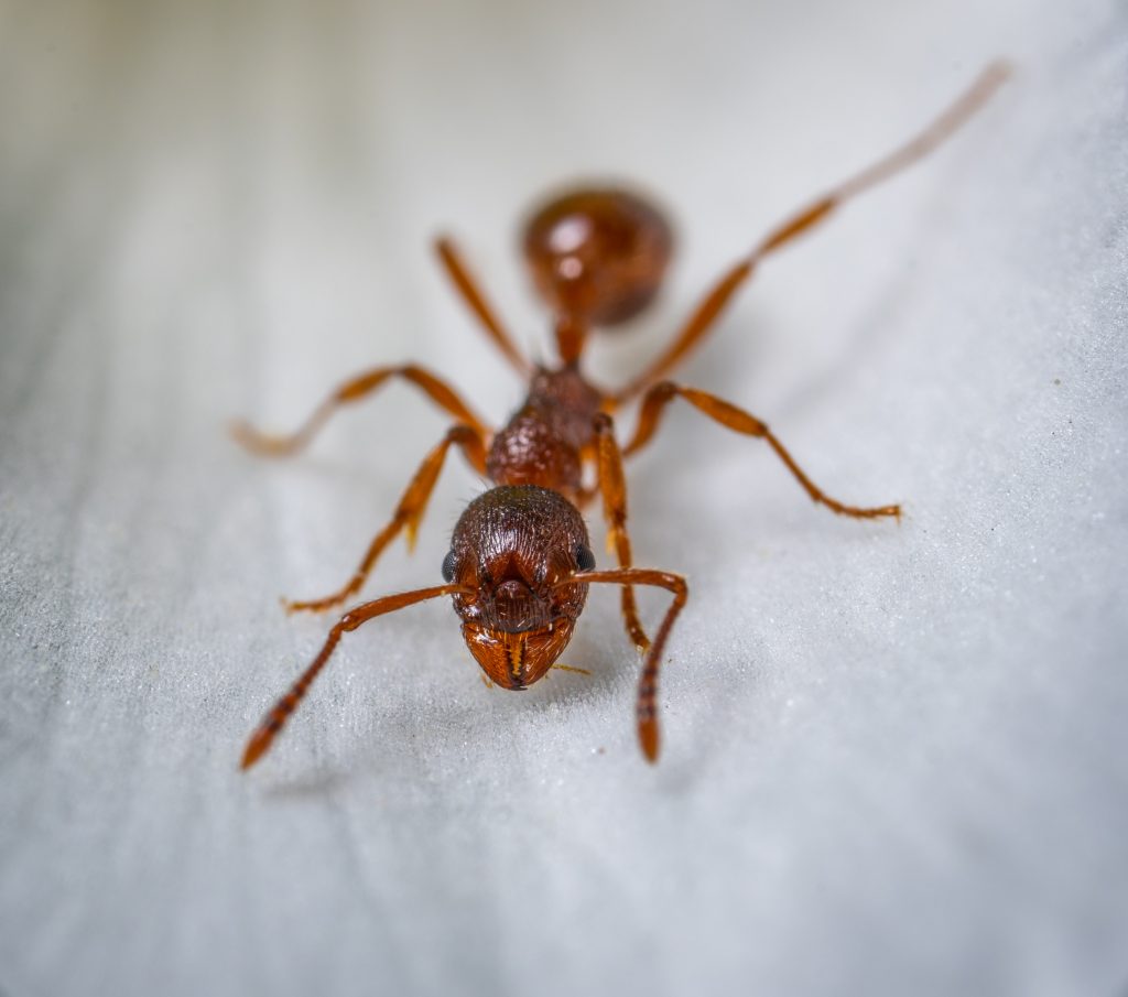 Толкување на сонот за лебарки и мравки