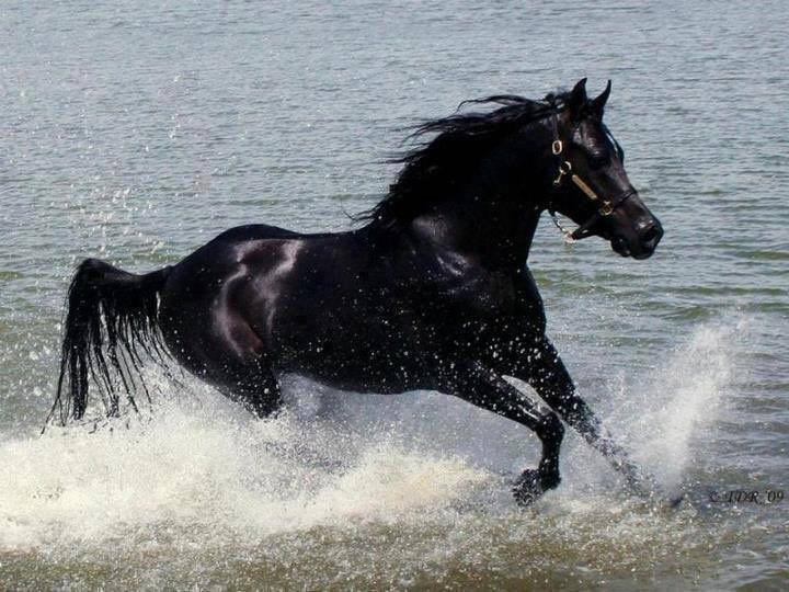 Drøm om en svart hest