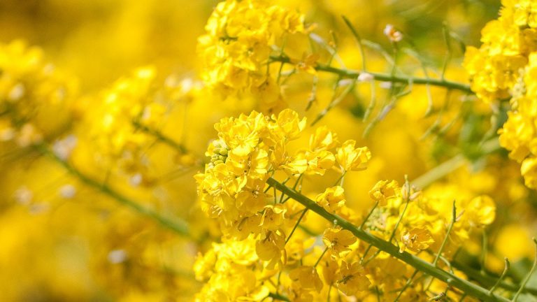 اللون الأصفر في المنام