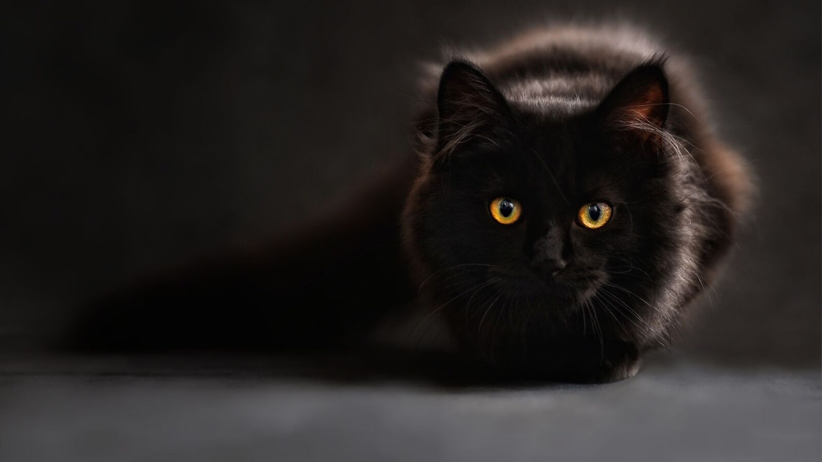 Drøm om en svart katt som angriper meg