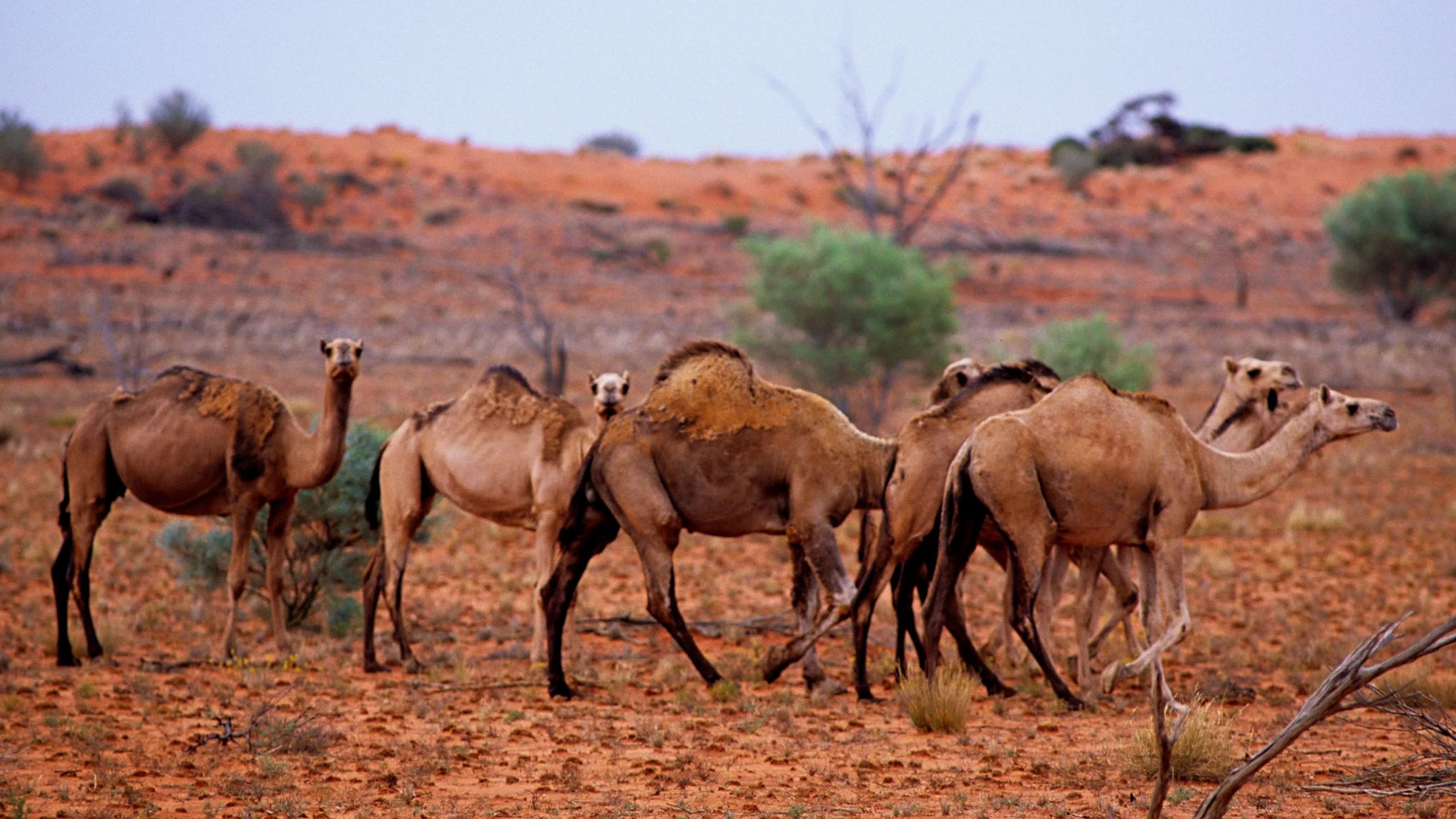 Cameli in somnio