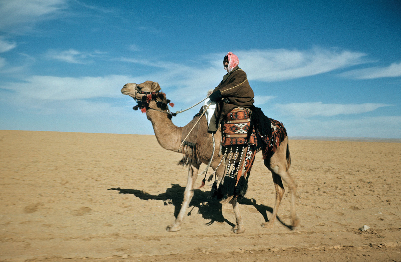 Ibn Sirinin tulkinta kamelin unesta