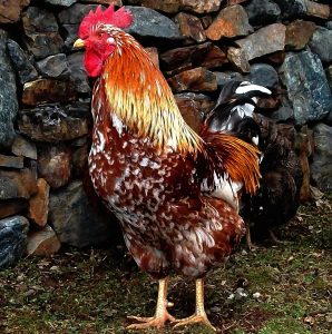 تفسير رؤية الدجاج في المنام