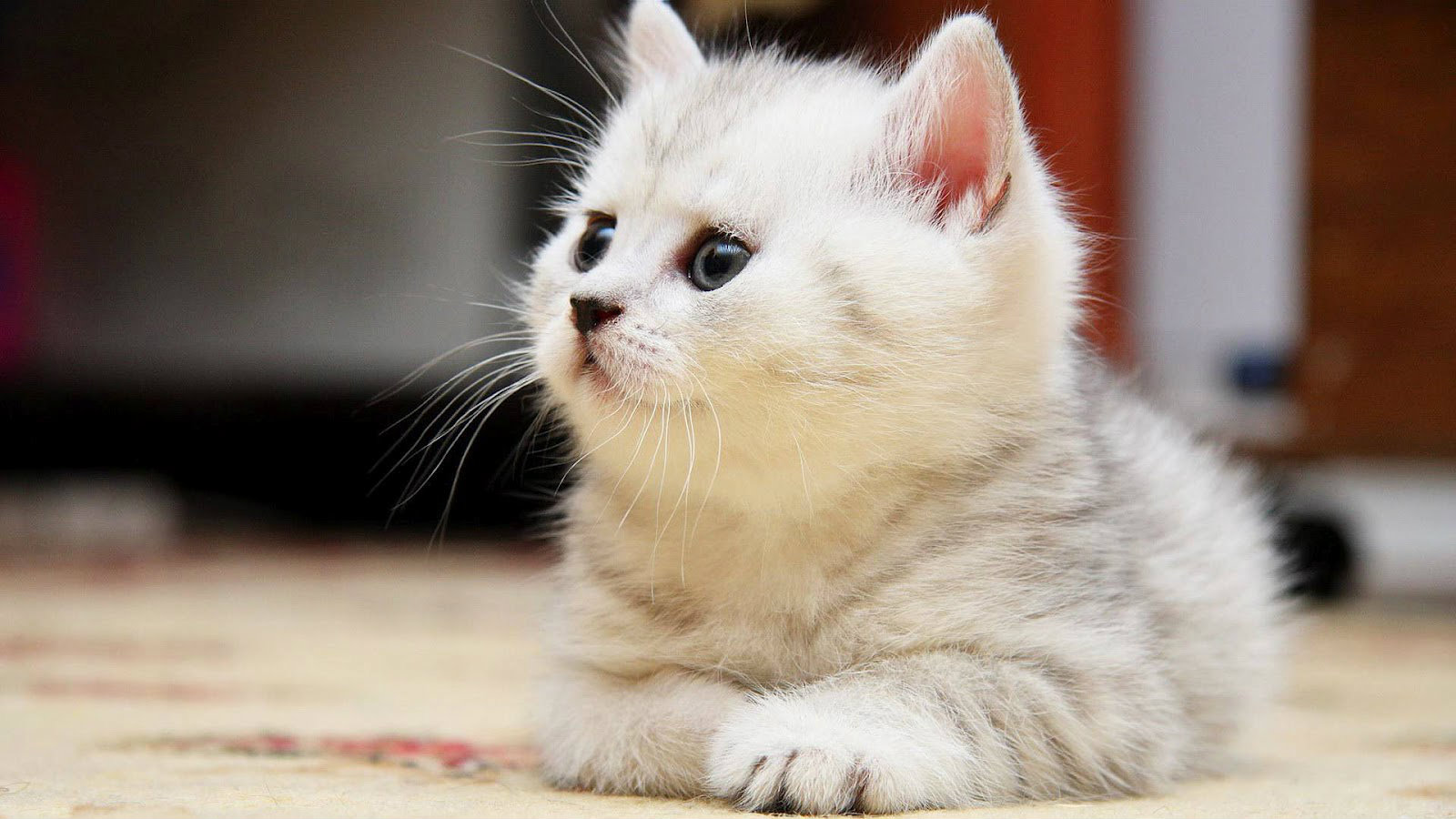 Толкување на сонот за бела мачка за бремена жена