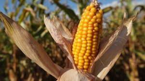 تفسير حلم أكل الذرة في المنام