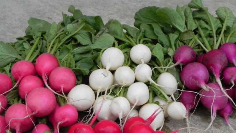 اللفت فى المنام