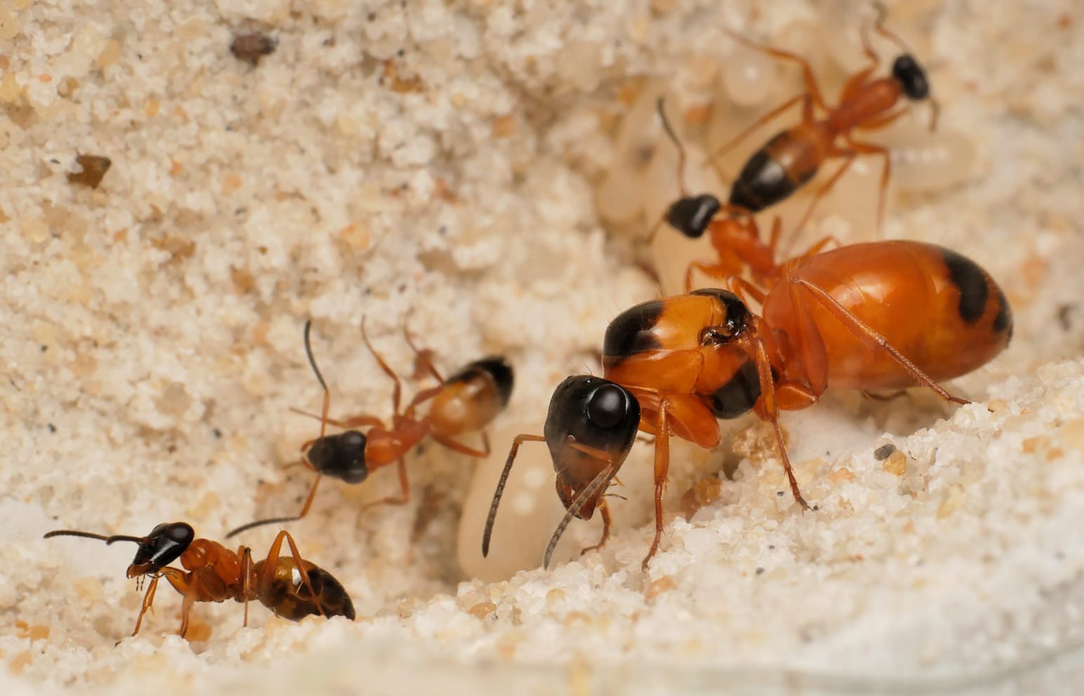 ჭიანჭველების ოცნება