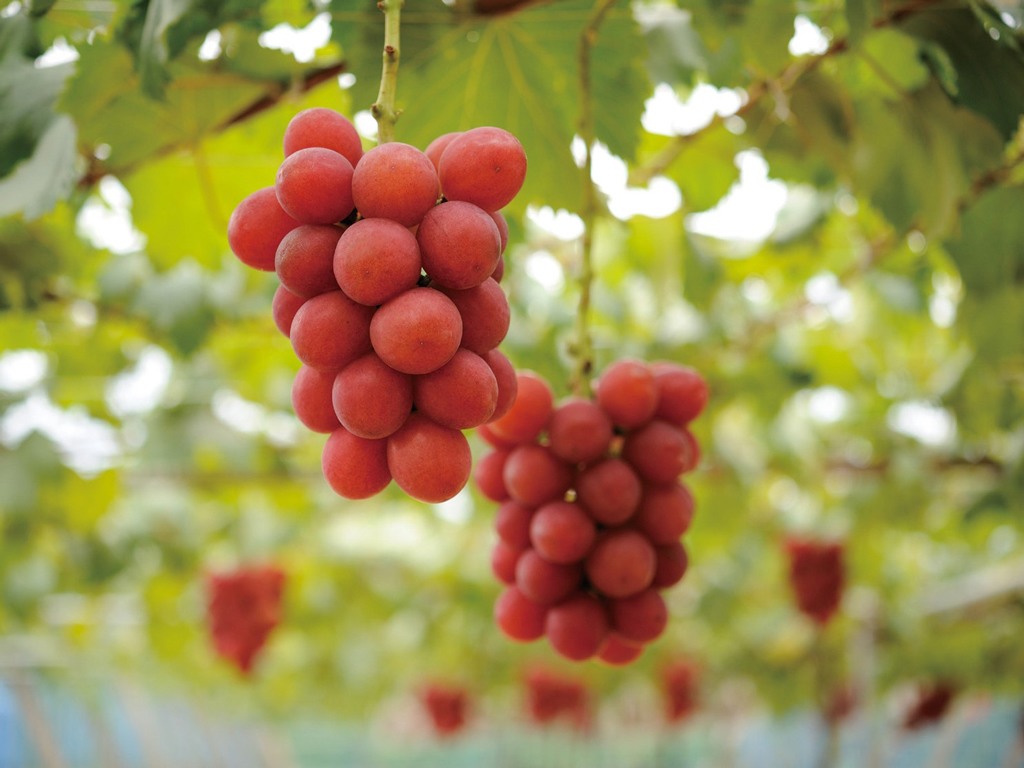 Tolkning av en drøm om røde druer for single kvinner