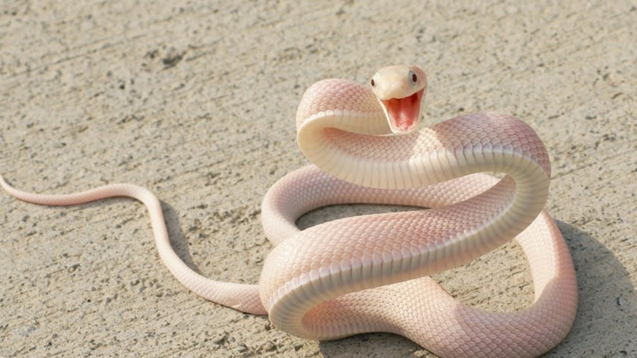 Hvit slange drøm
