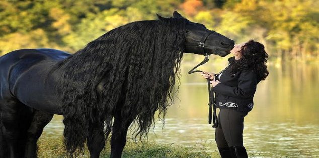 تفسير حلم الحصان الأسود في المنام للعزباء