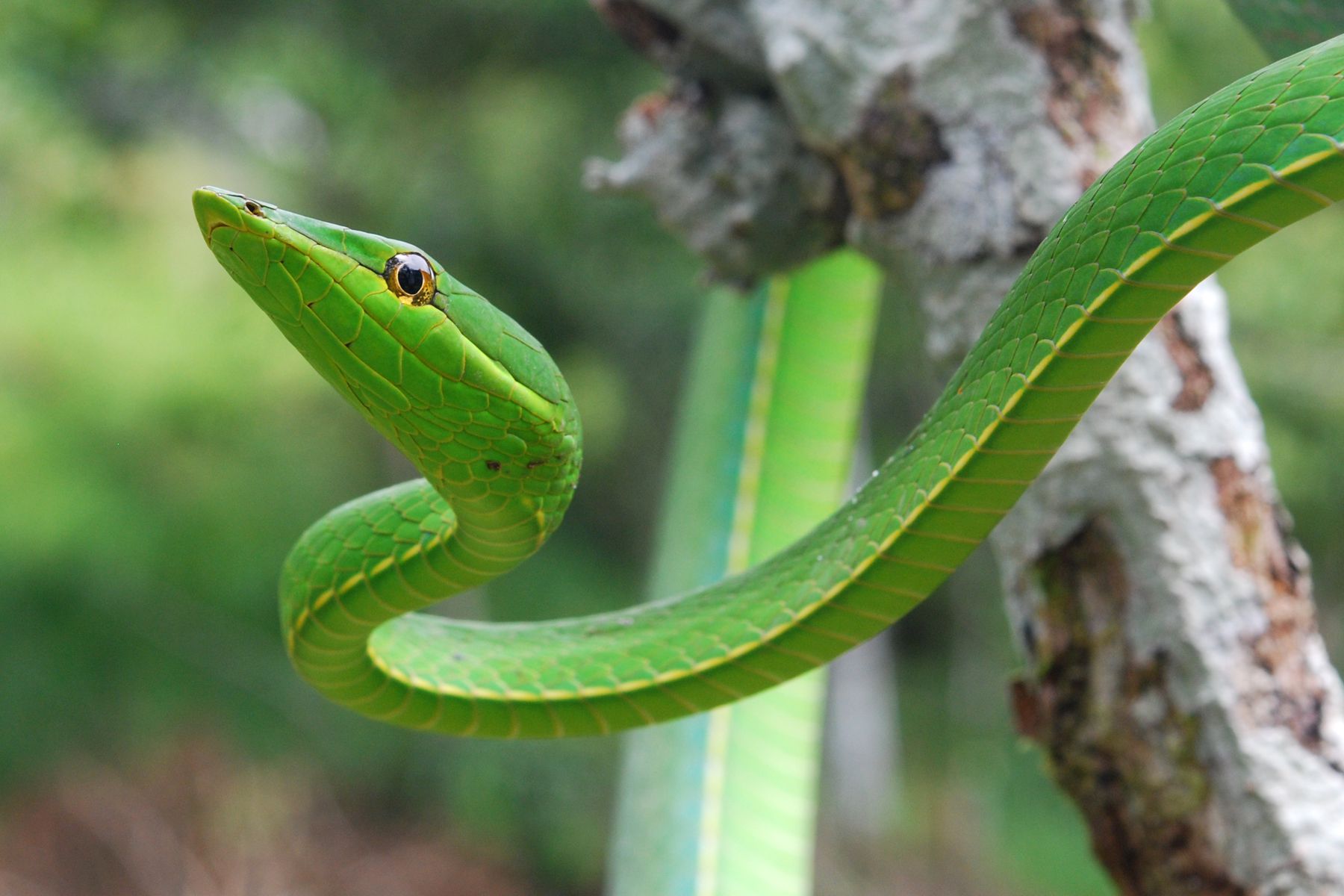 سبز سانپ کا خواب