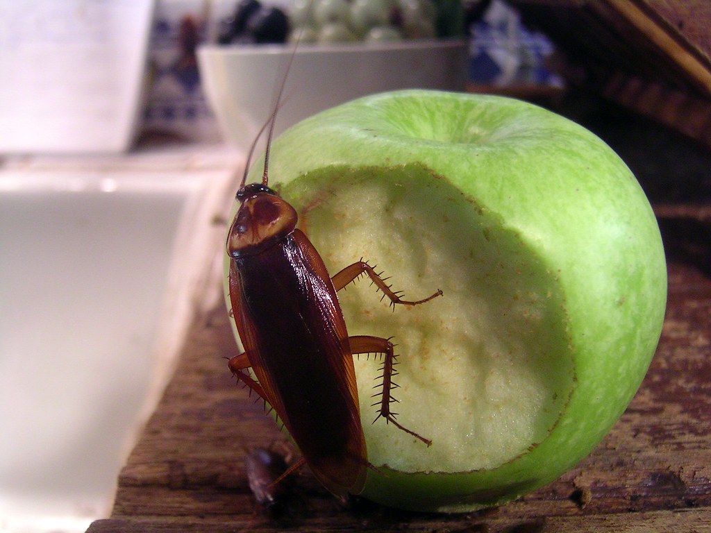Tolkning av en drøm om kakerlakker i mat