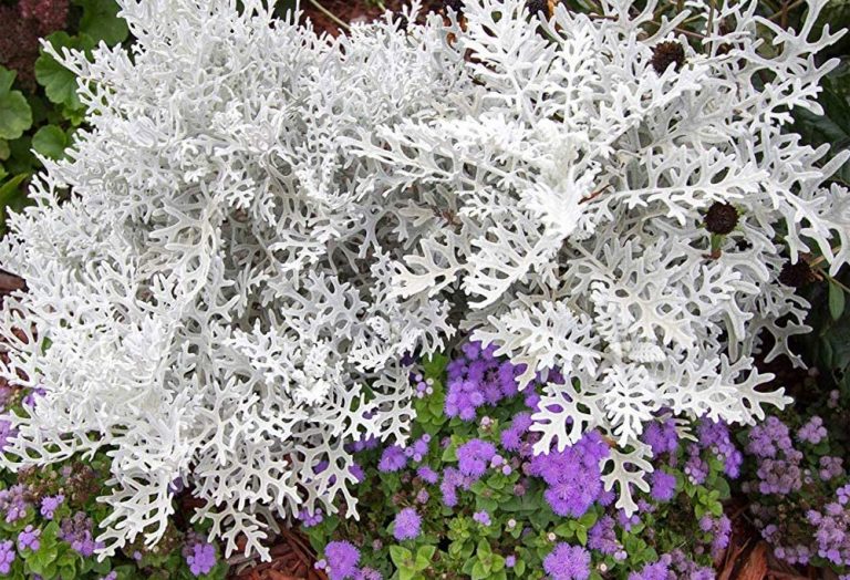 اللون الرمادي في المنام