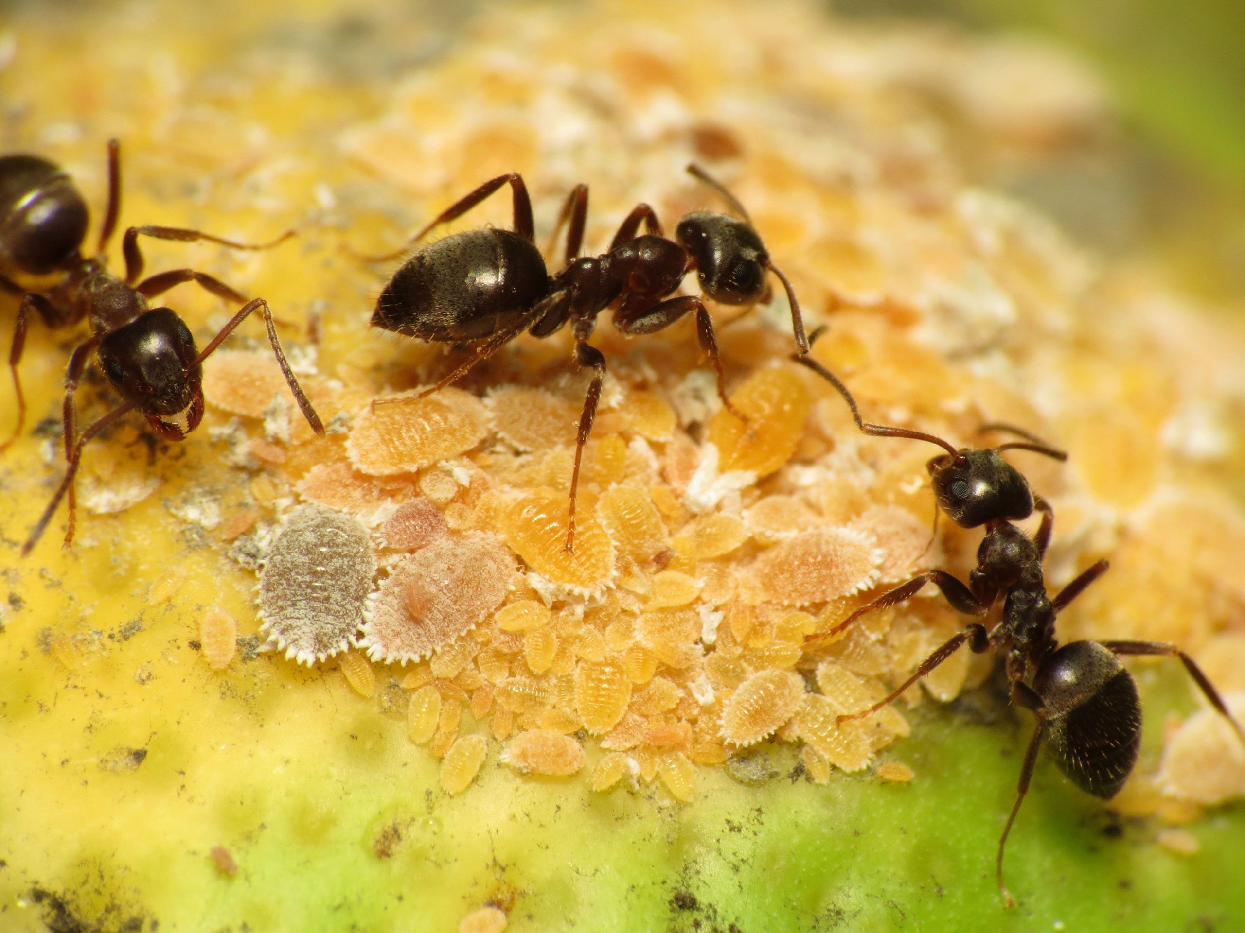 ما تفسير حلم النمل الاسود في المنام لابن سيرين موقع مصري