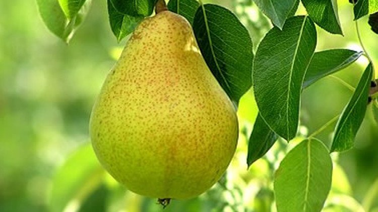 Pears ee riyo loogu talagalay dumarka aan guursan