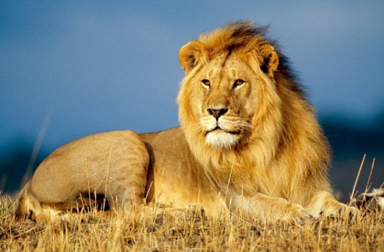 رؤية الأسد في المنام