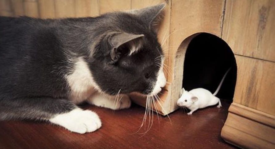Kačių ir pelių matymo sapne aiškinimas