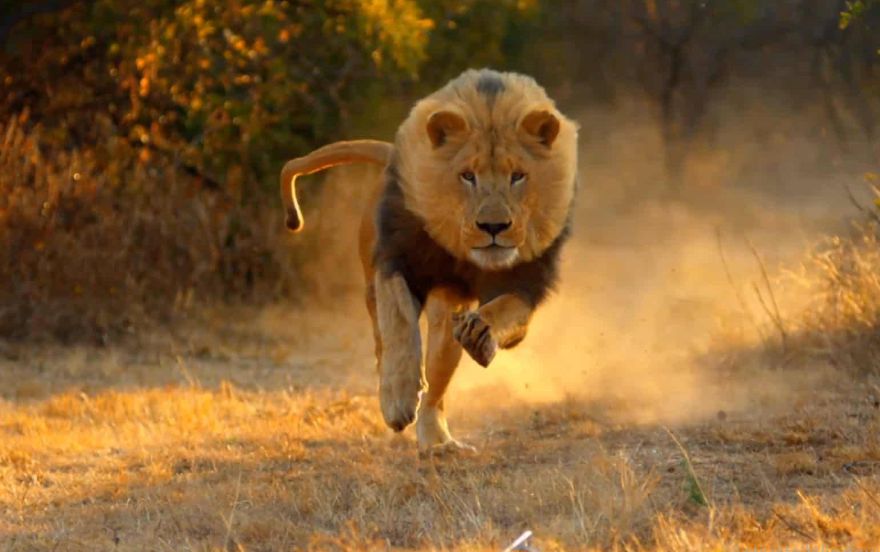 मेरे पीछे दौड़ते शेर के सपने की व्याख्या