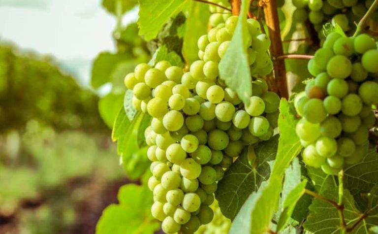 تفسير حلم العنب الاخضر في المنام