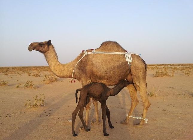 Dröm om en kamel och hennes son