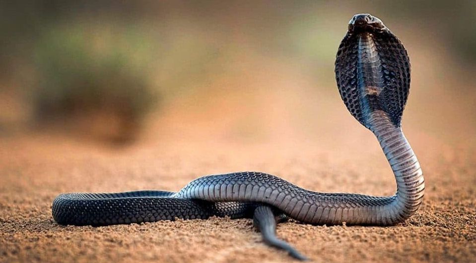 Ištekėjusios moters sapne matyti gyvatę