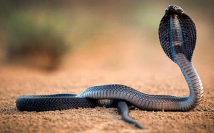 تفسير رؤية الافعى في المنام