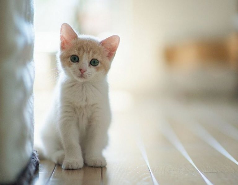 رؤية القطة في المنام