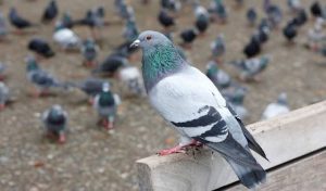 تفسير حلم الحمام الصغير