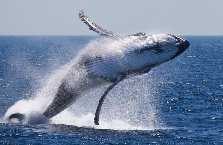 Tolkning av en drøm om en stor hval i havet