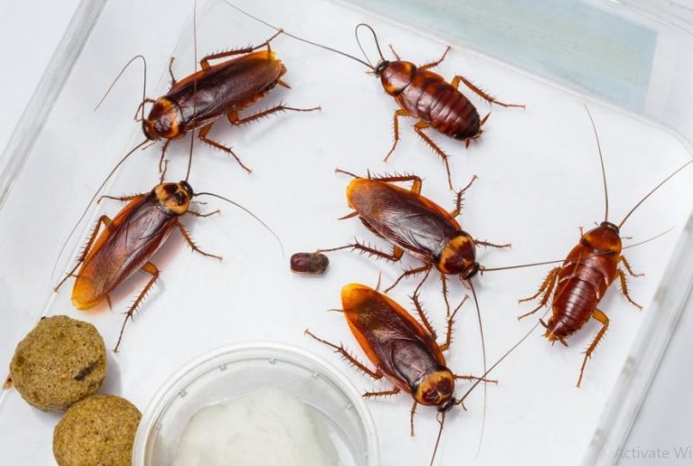 تفسير حلم الصرصور للعزباء